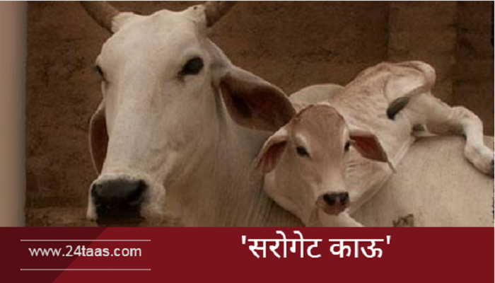 देशी गाईंच्या कृत्रिम गर्भधारणेचा प्रयोग यशस्वी! देशी गाईंच्या कृत्रिम गर्भधारणेचा प्रयोग यशस्वी!