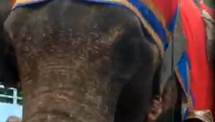 मुलगी झाली, त्यांनी हत्तीवरून वाटली साखर! मुलगी झाली, त्यांनी हत्तीवरून वाटली साखर!