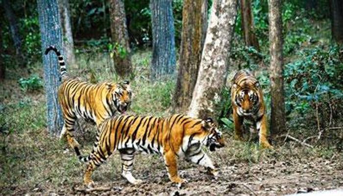 कुठे गायब झालाय 'राष्ट्रपती'! कुणाची ठरलाय 'शिकार'? कुठे गायब झालाय 'राष्ट्रपती'! कुणाची ठरलाय 'शिकार'?