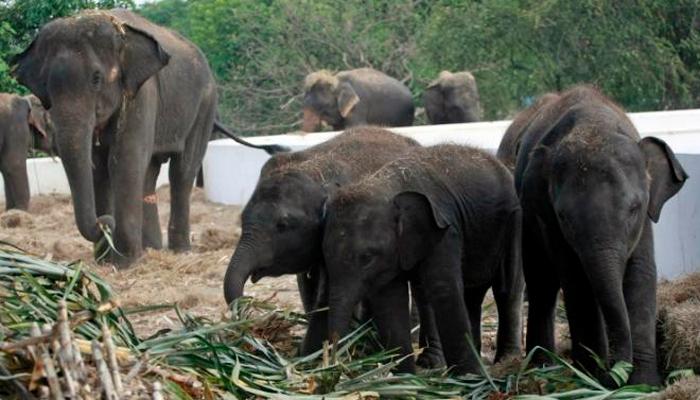 कुत्र्यांपेक्षा हत्तींची स्मरणशक्ती तल्लख! कुत्र्यांपेक्षा हत्तींची स्मरणशक्ती तल्लख!