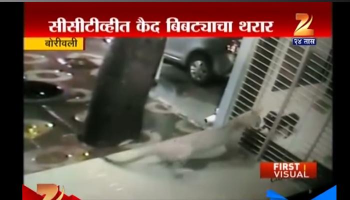 बोरीवलीत इमारतीत बिबट्या शिरला...थरार सीसीटीव्हीत बोरीवलीत इमारतीत बिबट्या शिरला...थरार सीसीटीव्हीत