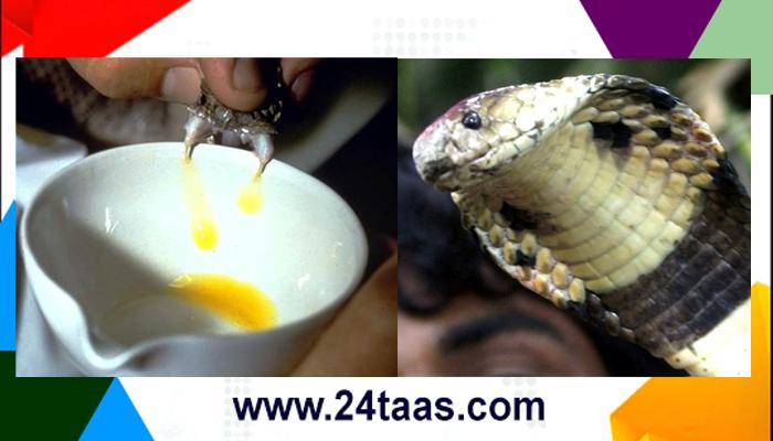 स्कूल बॅगमध्ये मिळाले सापाचे विष, किंमत १०० कोटी स्कूल बॅगमध्ये मिळाले सापाचे विष, किंमत १०० कोटी
