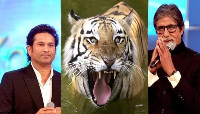 व्याघ्र रक्षणासाठी बिग बी, मास्टरब्लास्टर होणार ब्रँड अॅम्बेसेडर व्याघ्र रक्षणासाठी बिग बी, मास्टरब्लास्टर होणार ब्रँड अॅम्बेसेडर