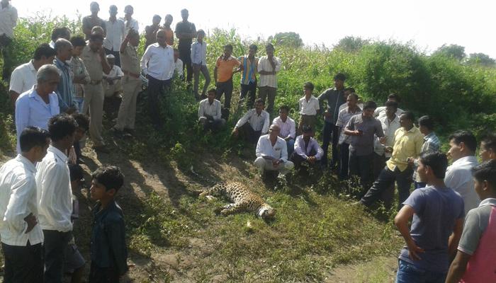म्हशीचं पारडू फस्त केल्यानंतर बिबट्याचा मृत्यू म्हशीचं पारडू फस्त केल्यानंतर बिबट्याचा मृत्यू