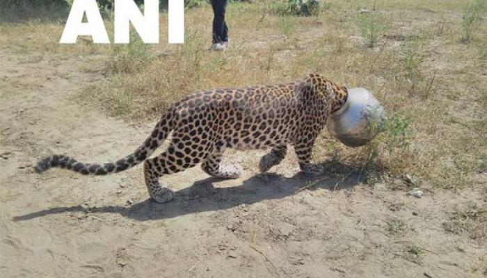 राजस्थानमधील त्या बिबट्याची अखेर सुटका राजस्थानमधील त्या बिबट्याची अखेर सुटका