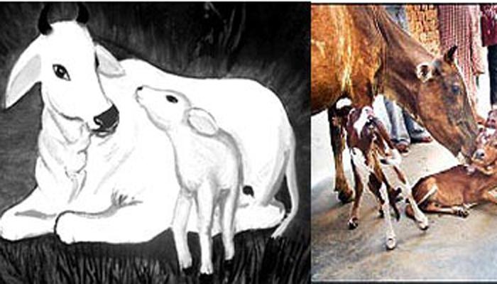 गाईच्या बाबतीत काही रंजक गोष्टी, वाचून तुम्ही व्हाल हैराण गाईच्या बाबतीत काही रंजक गोष्टी, वाचून तुम्ही व्हाल हैराण