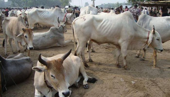 शिमल्यात गाय तस्कराची बेदम मारहाण करून हत्या शिमल्यात गाय तस्कराची बेदम मारहाण करून हत्या
