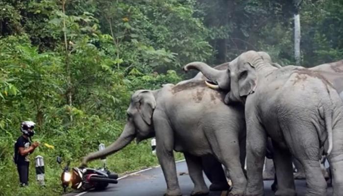 व्हिडीओ | सहा हत्तींचा मोटरसायकलस्वारावर हल्ला व्हिडीओ | सहा हत्तींचा मोटरसायकलस्वारावर हल्ला