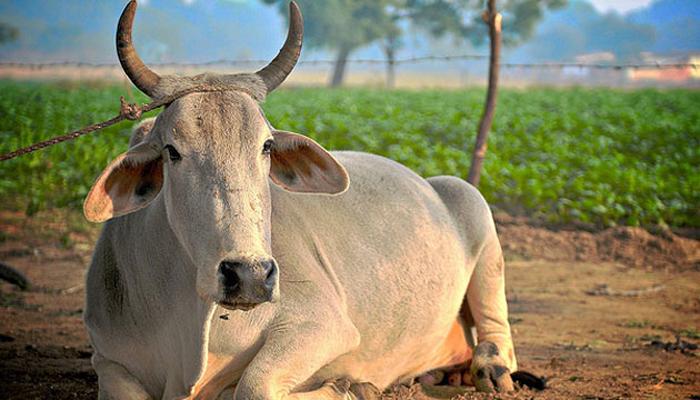 ...आणि गाय ठरली 'पर्सन ऑफ द इअर' ...आणि गाय ठरली 'पर्सन ऑफ द इअर'