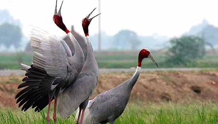 झी स्पेशल : जोडीदारावर जीव ओवाळून टाकणारा सारस पक्षी! झी स्पेशल : जोडीदारावर जीव ओवाळून टाकणारा सारस पक्षी!
