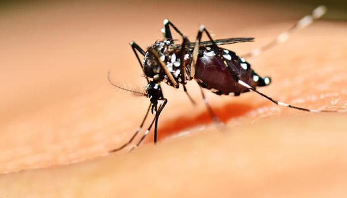 तरुणाच्या अनोख्या युक्तीमुळे संपूर्ण गाव झालं 'मच्छर फ्री' तरुणाच्या अनोख्या युक्तीमुळे संपूर्ण गाव झालं 'मच्छर फ्री'