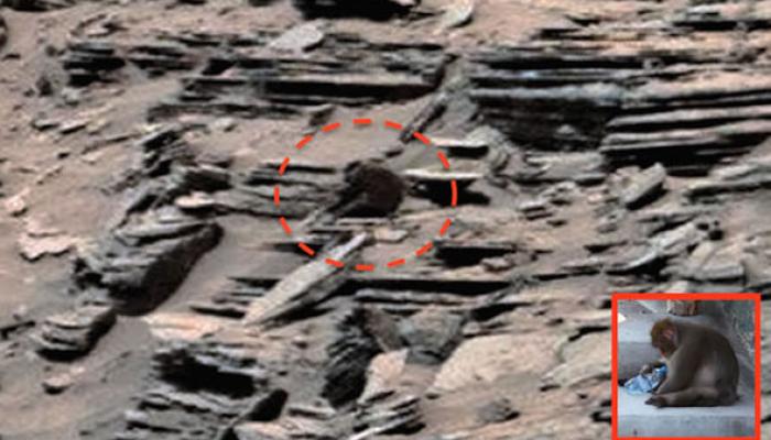 मंगळावरही माकडांचा संचार असल्याचा दावा... मंगळावरही माकडांचा संचार असल्याचा दावा...