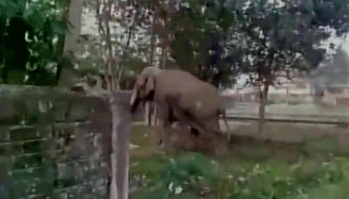 सिलीगुडीमध्ये हत्तीचा धुमाकूळ, इमारतींचे नुकसान, गाडया चिरडल्या सिलीगुडीमध्ये हत्तीचा धुमाकूळ, इमारतींचे नुकसान, गाडया चिरडल्या