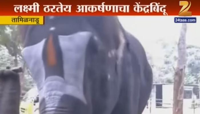 Video : हत्ती बाजवतो सोंडेने बाजा Video : हत्ती बाजवतो सोंडेने बाजा