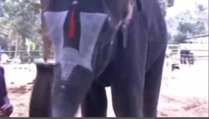 व्हिडिओ : माऊथ ऑर्गन वाजवणारा हत्ती वायरल! व्हिडिओ : माऊथ ऑर्गन वाजवणारा हत्ती वायरल!