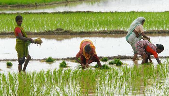 'पुढच्या पाच वर्षांमध्ये शेतकऱ्यांचं उत्पन्न दुप्पट' 'पुढच्या पाच वर्षांमध्ये शेतकऱ्यांचं उत्पन्न दुप्पट'