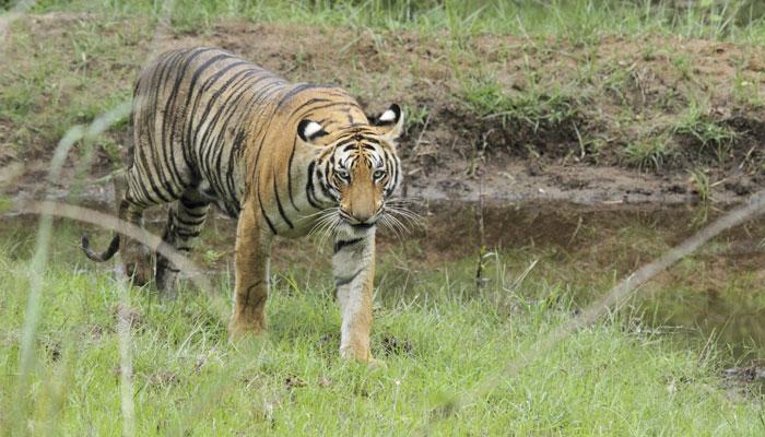 कुठे गेले अल्फा - डेंडू - राष्ट्रपती? कुठे गेले अल्फा - डेंडू - राष्ट्रपती?
