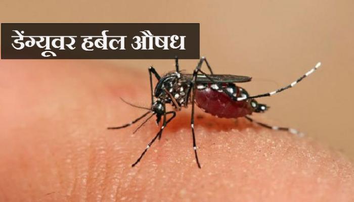 भारतीय शास्त्रज्ञांकडून डेंग्यूवर हर्बल औषध भारतीय शास्त्रज्ञांकडून डेंग्यूवर हर्बल औषध