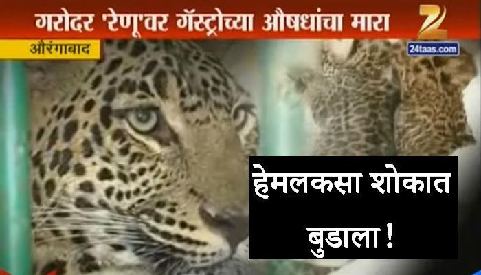 चुकीच्या औषधांमुळे रेणूच्या तीनही बछड्यांच्या मृत्यू चुकीच्या औषधांमुळे रेणूच्या तीनही बछड्यांच्या मृत्यू