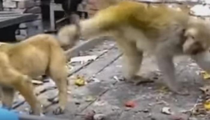 VIDEO : माकड जेव्हा कुत्र्याची शेपूट पकडून गरगर फिरवतो... VIDEO : माकड जेव्हा कुत्र्याची शेपूट पकडून गरगर फिरवतो...