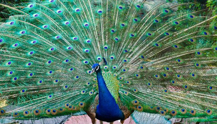 मोरांच्या सेक्समुळे गावकरी हैराण मोरांच्या सेक्समुळे गावकरी हैराण