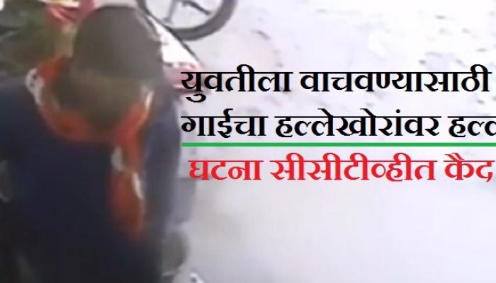व्हिडीओ | मुलीच्या हत्याऱ्यांवर गाईचा हल्ला व्हिडीओ | मुलीच्या हत्याऱ्यांवर गाईचा हल्ला