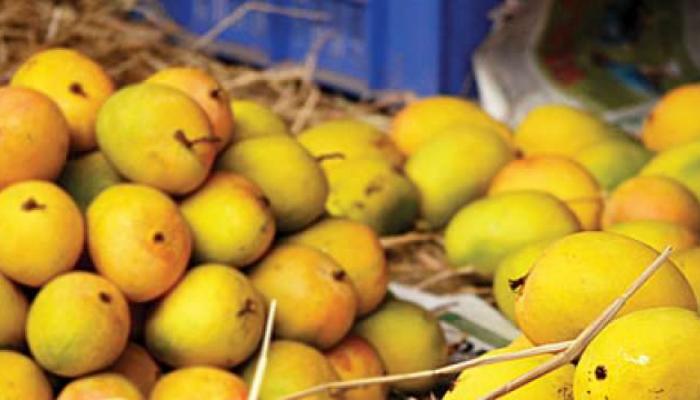 उष्ण तापमानाचा आंबा उत्पादनालाही फटका उष्ण तापमानाचा आंबा उत्पादनालाही फटका