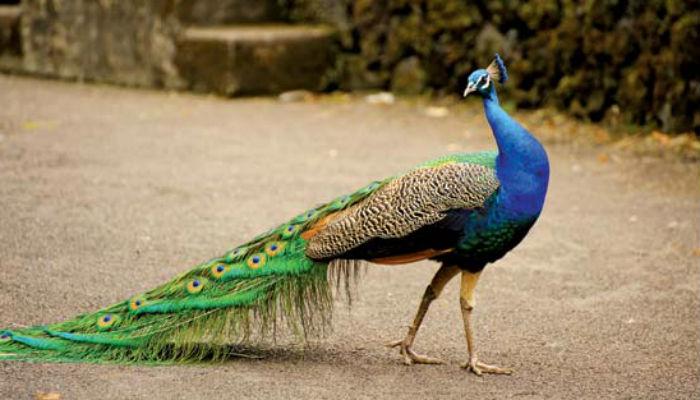 उष्माघातानं १२ मोरांचा मृत्यू उष्माघातानं १२ मोरांचा मृत्यू