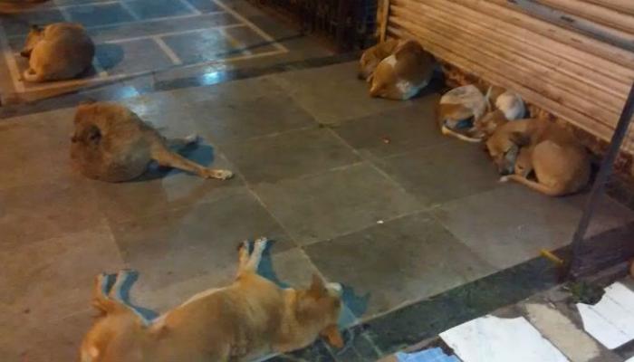भटक्या कुत्र्यांप्रश्नी मुंबई उच्च न्यायालयाचे सरकारला खडे बोल भटक्या कुत्र्यांप्रश्नी मुंबई उच्च न्यायालयाचे सरकारला खडे बोल
