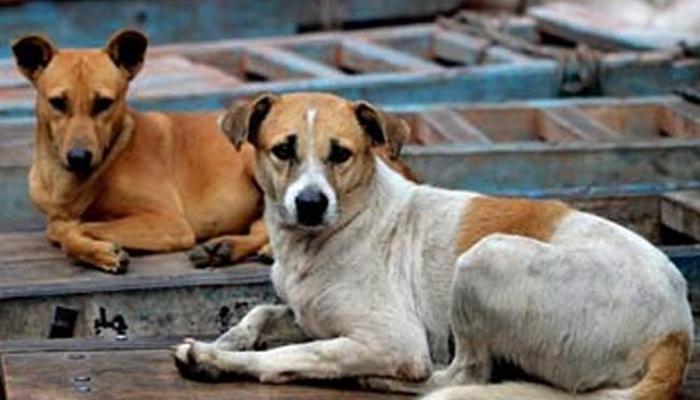 भटक्या कुत्र्यांच्या हल्ल्यात 9 लहान मुलं जखमी भटक्या कुत्र्यांच्या हल्ल्यात 9 लहान मुलं जखमी