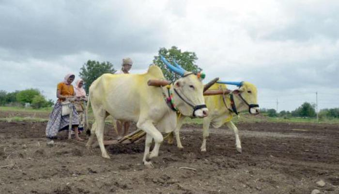 शेतकऱ्यांनी खरीपाच्या पेरणीची घाई करू नये - मुख्यमंत्री शेतकऱ्यांनी खरीपाच्या पेरणीची घाई करू नये - मुख्यमंत्री