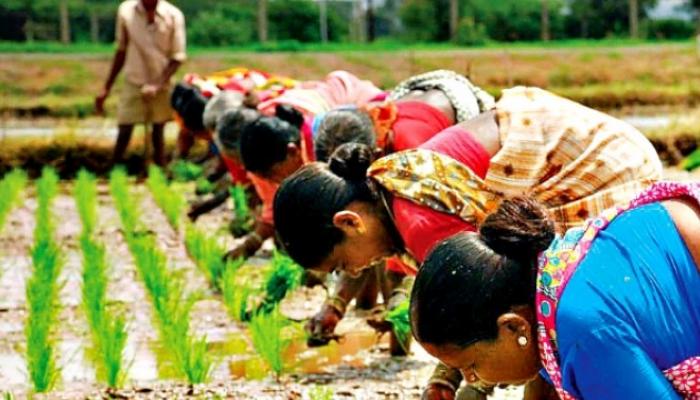 खडसेंच्या राजीनाम्यामुळे कृषी अधिकाऱ्यांच्या बदल्या रखडल्या खडसेंच्या राजीनाम्यामुळे कृषी अधिकाऱ्यांच्या बदल्या रखडल्या