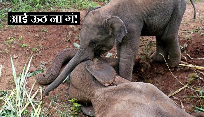 आईला उठवण्याचा 'त्या' पिल्लाचा प्रयत्न निष्फळ ठरला, काळीज पिळवटून टाकणारं दृश्यं आईला उठवण्याचा 'त्या' पिल्लाचा प्रयत्न निष्फळ ठरला, काळीज पिळवटून टाकणारं दृश्यं
