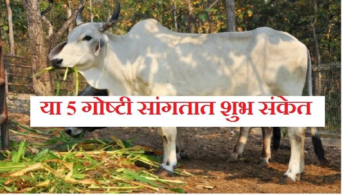 या 5 गोष्टी दिसणं शास्त्रात मानलं जातं शुभ या 5 गोष्टी दिसणं शास्त्रात मानलं जातं शुभ