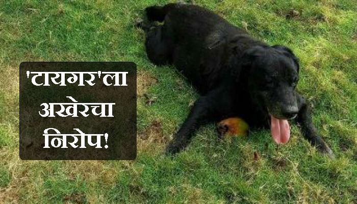 २६/११ चा हिरो बनलेल्या 'टायगर'चा विरारमध्ये मृत्यु २६/११ चा हिरो बनलेल्या 'टायगर'चा विरारमध्ये मृत्यु