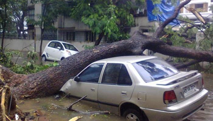 मालाडमध्ये झाड कोसळून एकाचा मृत्यू मालाडमध्ये झाड कोसळून एकाचा मृत्यू