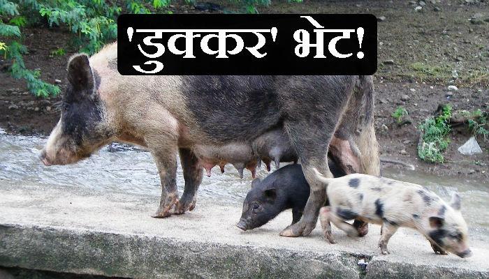 ...जेव्हा महापालिकेच्या ऑफिसमध्ये दिसली डुक्करं ...जेव्हा महापालिकेच्या ऑफिसमध्ये दिसली डुक्करं