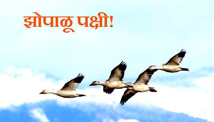 पक्षी उडता-उडताच काढतात डुलकी! पक्षी उडता-उडताच काढतात डुलकी!