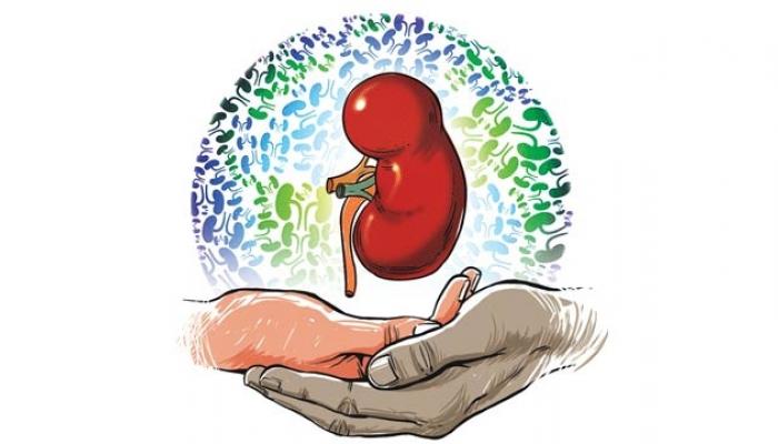 किडनी रॅकेट प्रकरणी अटक केलेल्या हिरानंदानीच्या ५ डॉक्टरांना पोलीस कोठडी किडनी रॅकेट प्रकरणी अटक केलेल्या हिरानंदानीच्या ५ डॉक्टरांना पोलीस कोठडी