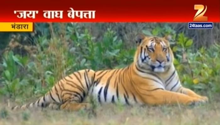 बेपत्ता 'जय' वाघाची शिकार? बेपत्ता 'जय' वाघाची शिकार?