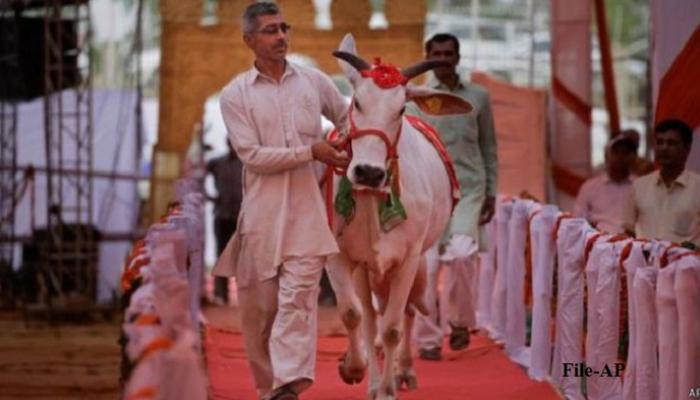 गाय घेऊन जाणाऱ्या भाजप कार्यकर्त्याची हत्या गाय घेऊन जाणाऱ्या भाजप कार्यकर्त्याची हत्या