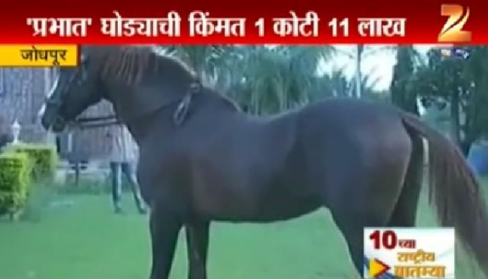 या घोड्याने 'बीएमडब्लू'लाही मागे टाकले या घोड्याने 'बीएमडब्लू'लाही मागे टाकले