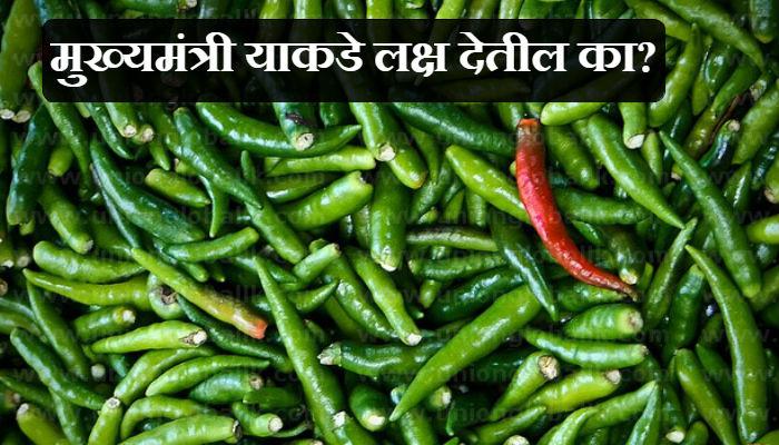 मिरचीला दर घसरणीचा 'ठसका' मिरचीला दर घसरणीचा 'ठसका'
