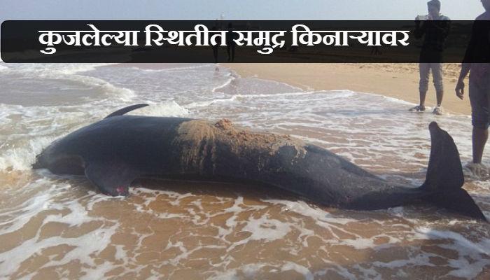 मुरुडच्या किनाऱ्यावर आढळला मृत व्हेल मासा मुरुडच्या किनाऱ्यावर आढळला मृत व्हेल मासा