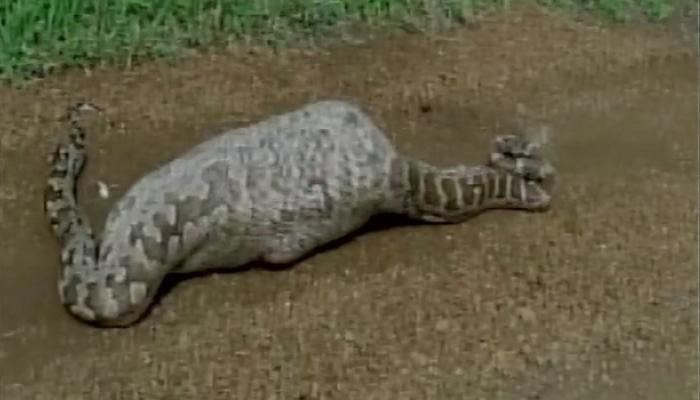 २० फूट लांबीच्या अजगरानं आख्ख्या नीलगाईला खाल्लं २० फूट लांबीच्या अजगरानं आख्ख्या नीलगाईला खाल्लं