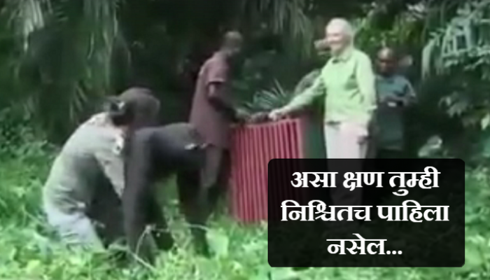 VIDEO : एखाद्या चिम्पाझीला असं करताना तुम्ही क्वचितच पाहिलं असेल VIDEO : एखाद्या चिम्पाझीला असं करताना तुम्ही क्वचितच पाहिलं असेल