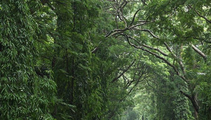 मुंबईतील आरेमधील बांधकामास मुंबई उच्च न्यायालयाची स्थगिती मुंबईतील आरेमधील बांधकामास मुंबई उच्च न्यायालयाची स्थगिती