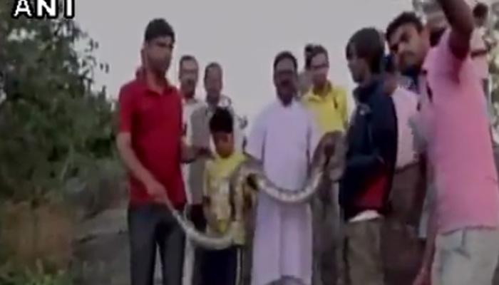 अजगरासोबत सेल्फी काढणं पडलं महाग अजगरासोबत सेल्फी काढणं पडलं महाग
