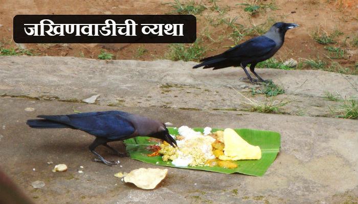 पितृपक्षात जखिणवाडीत कावळ्यांचा 'दुष्काळ'... गेल्या 25 वर्षांपासून! पितृपक्षात जखिणवाडीत कावळ्यांचा 'दुष्काळ'... गेल्या 25 वर्षांपासून!