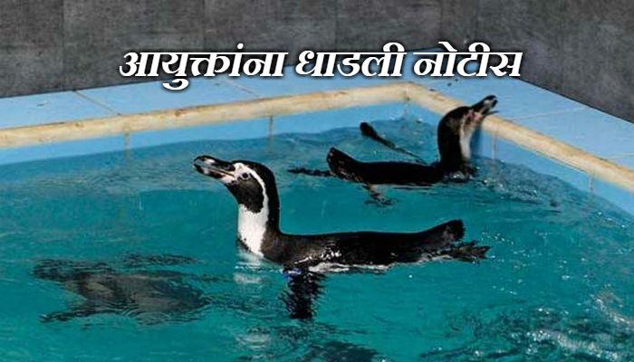 अपुऱ्या सोयी-सुविधांमुळे गेला पेंग्विनचा जीव? अपुऱ्या सोयी-सुविधांमुळे गेला पेंग्विनचा जीव?